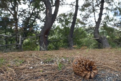 Suerte de Pinos, un modo tradicional de gestión de los recursos forestales y un privilegio de posesión comunal del bosque, que se remonta a las Cartas Pueblas concedidas por los monarcas del medievo.