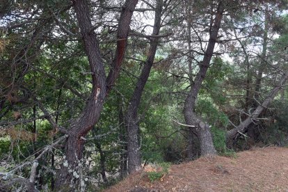 Suerte de Pinos, un modo tradicional de gestión de los recursos forestales y un privilegio de posesión comunal del bosque, que se remonta a las Cartas Pueblas concedidas por los monarcas del medievo.