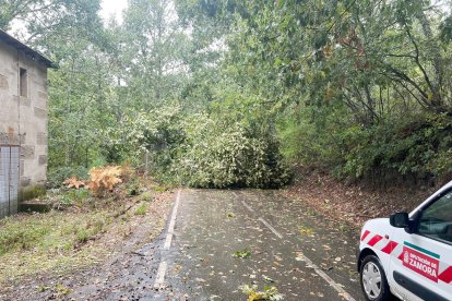 Árboles derribados sobre la calzada por el temporal de viento en varias carreteras de la red provincial de Zamora