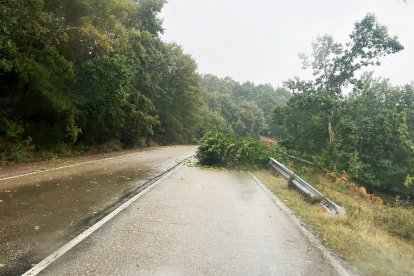 Árboles derribados sobre la calzada en varias carreteras de la red provincial de Zamora.