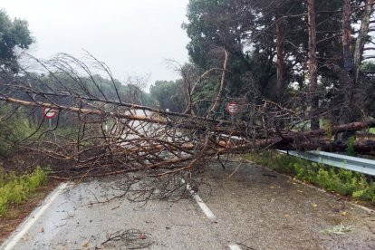 Árboles derribados sobre la calzada por el temporal de viento en varias carreteras de la red provincial de Zamora