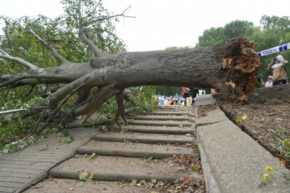 Árbol caído en el acceso al parque Patricia en Pajarillos