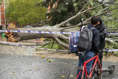 Árbol caído en el acceso al parque Patricia en Pajarillos