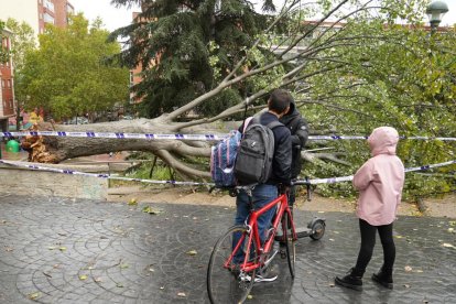 Árbol caído en el acceso al parque Patricia en Pajarillos