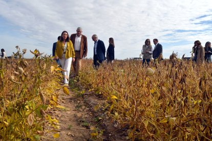 La consejera de Agricultura, Ganadería y Desarrollo Rural, María González Corral, visita los campos de ensayo de soja.