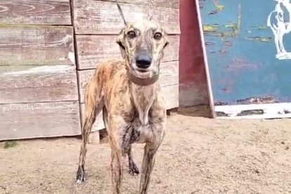 Galga desaparecido en Salamanca