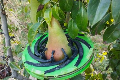 Herramienta Dendofruit de Agerpix para monitorizar el crecimiento de las frutas