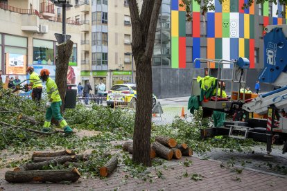 Tala de árboles en la plaza del Oeste de Salamanca.