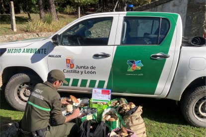 Decomisados más de 90 kilos de boletus en controles micológicos en la provincia de Segovia