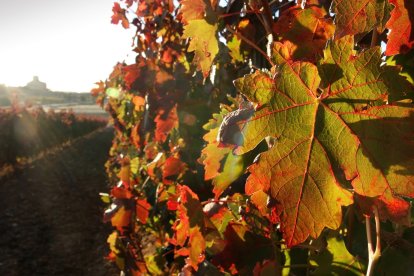 De viñedos y campos de cereales se compone una sorprendente tierra, bañada por el río Duero, donde el vino y la gastronomía de la más alta calidad se combinan con el arte, la historia y la naturaleza más auténtica. Una experiencia única para todos los visitantes que cada año optan por una nueva e ilusionante manera de concebir el turismo: el enoturismo.