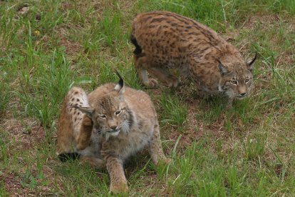 Ejemplares de lince ibérico en cautividad