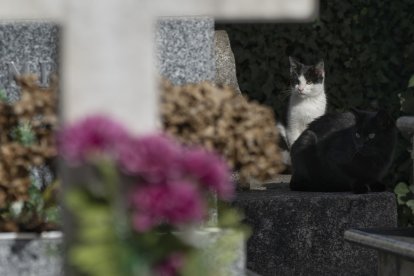 Día de Todos los Santos en el cementerio municipal de Cacabelos (León)