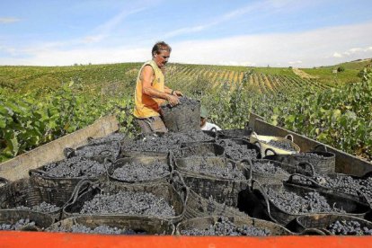 Un hombre carga cestos de uvas en viñedos del Bierzo en una imagen de archivo