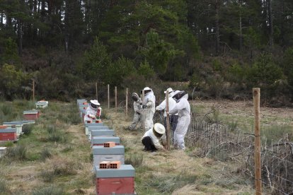 Un grupo de apicultores vallando un terreno para evitar ataques de osos.