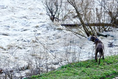Crecida de los ríos Torío y Bernesga a su paso por León