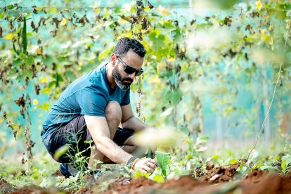 Un agricultor inspecciona el estado de su cultivo en una explotación hortícola.