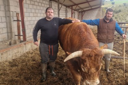 Los hermanos David y Daniel posan con sus vacas en Fuentenebro. ECB