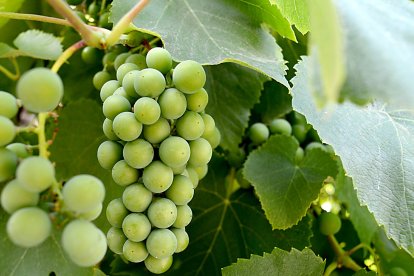 Racimos de uvas en un estado fenológico aún inmaduro.