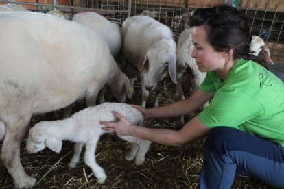 Explotación de ganado ovino de Nerea del Río en la localidad de Robladillo de Ucieza(Palencia)