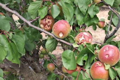 Árboles frutales dañados por pedriscos