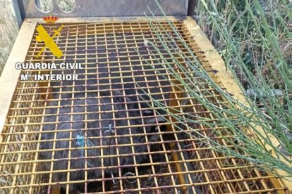 Imagen de la jaula trampa para capturar animales.