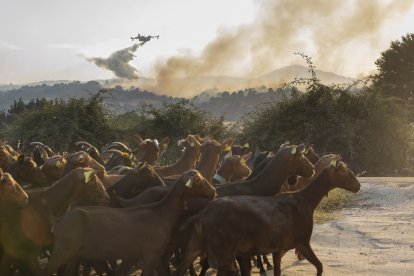 Incendio de Navaluenga (Ávila)