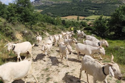 Llegada del rebaño de Gonzalo Díez a los montes burgaleses del Geoparque de Las Loras donde se está llevando a cabo esta experiencia piloto