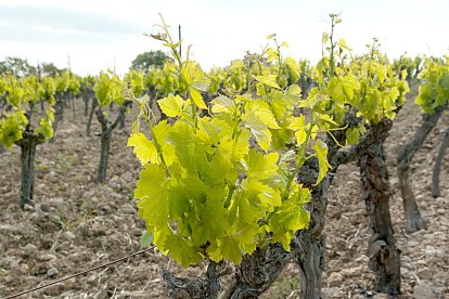 Cepa de brotes nuevos en viñedo