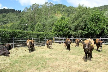 Hembras de la raza mantequera leonesa en las instalaciones del Censyra en la provincia de León.