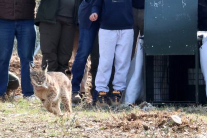 Vouga, el lince liberado el 29 de abril
