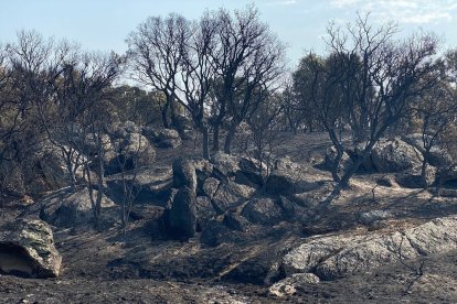 Efectos del incendio en Molezuelas.