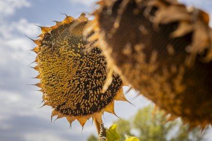 A los girasoles de los campos sorianos todavía les tocará esperar para cosechar hasta principios de octubre