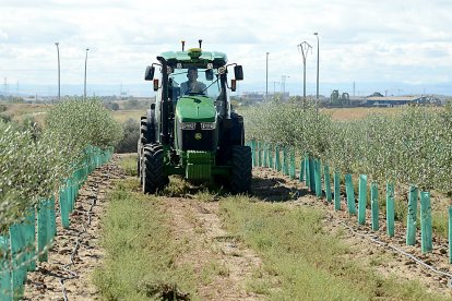 Un tractor recorre un campo de cultivos leñosos.