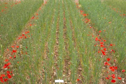 Superficie destinada a producción ecológica de Castilla y León.