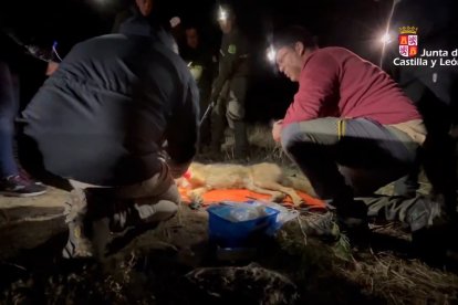Plan de captura y marcaje del lobo ibérico