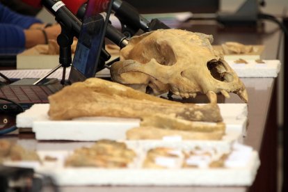 Presentación de primeras evidencias de oso de las cavernas de la provincia de León