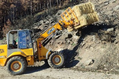Actuaciones de la Junta dentro del plan de restauración tras los grandes incendios forestales.