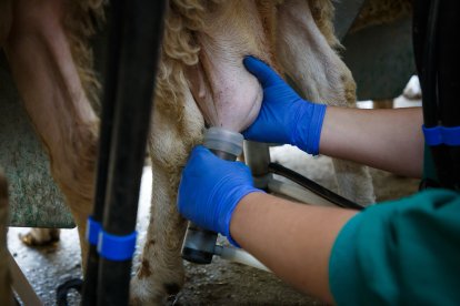 Ganado ovino en una explotación de Castilla y León