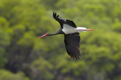 Ejemplar de cigüeña negra.