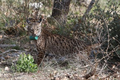 Una hembra de lince, cuando fue liberada en Astudillo (Palencia).