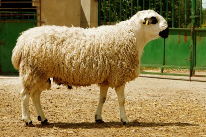 Ejemplar de ovino ojalado tradicional de Soria y Segovia
