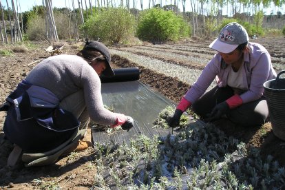 Una pareja de horticultores en un vivero.