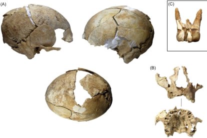 Una imagen de los restos hallados