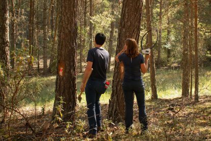 Trabajos técnicos en uno de los pinares en Soria.