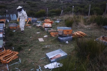 Los apicultores de San Emiliano (León) ven “una clara injusticia” en las compensaciones que reciben por los daños provocados por el oso pardo