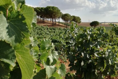 Viñedo, imagen de archivo.