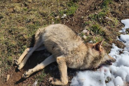 Lobo muerto en La Pernía (Palencia).