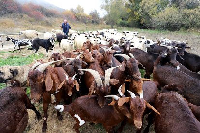 Un pastor conduce a su rebaño de ovejas y cabras en un municipio de la provincia de León.