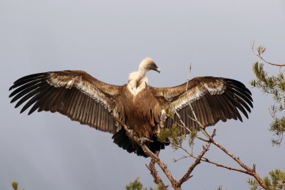 51 aniversario del Refugio de Rapaces de Montejo de la Vega