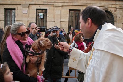 San Antón reúne a decenas de mascotas en León para la tradicional bendición de animales